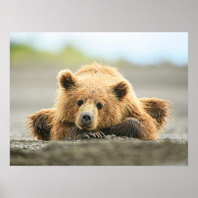 Cutest Baby Animals | Coastal Brown Bear Cub Poster (Front)