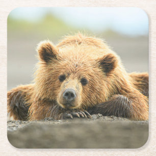 Cutest Baby Animals   Coastal Brown Bear Cub Square Paper Coaster