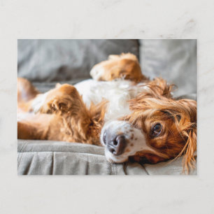 Cutest Baby Animals   Cocker Spaniel Postcard