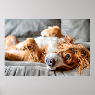Cutest Baby Animals   Cocker Spaniel Poster