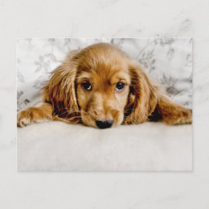 Cutest Baby Animals   Cocker Spaniel Puppy Postcard