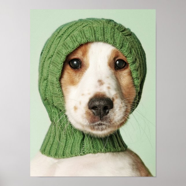 Cutest Baby Animals | Cocker Spaniel Puppy Poster (Front)