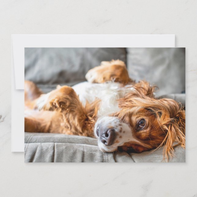 Cutest Baby Animals | Cocker Spaniel Thank You Card (Front)