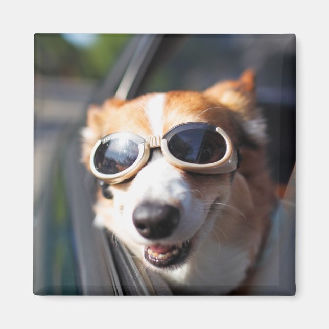 Cutest Baby Animals | Corgi Goggles in the Car Magnet (Front)