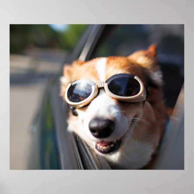 Cutest Baby Animals | Corgi Goggles in the Car Poster (Front)