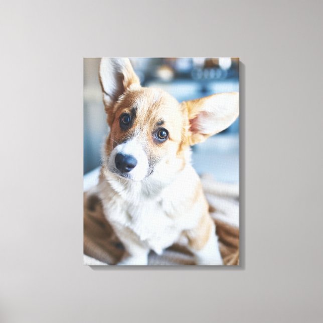 Cutest Baby Animals | Corgi Head Tilt Canvas Print (Front)