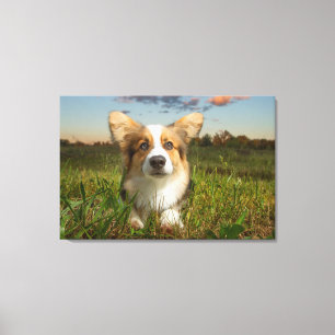 Cutest Baby Animals Corgi in Cloudy Yard Canvas Print
