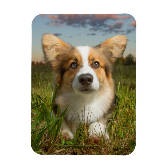 Cutest Baby Animals | Corgi in Cloudy Yard Magnet (Vertical)