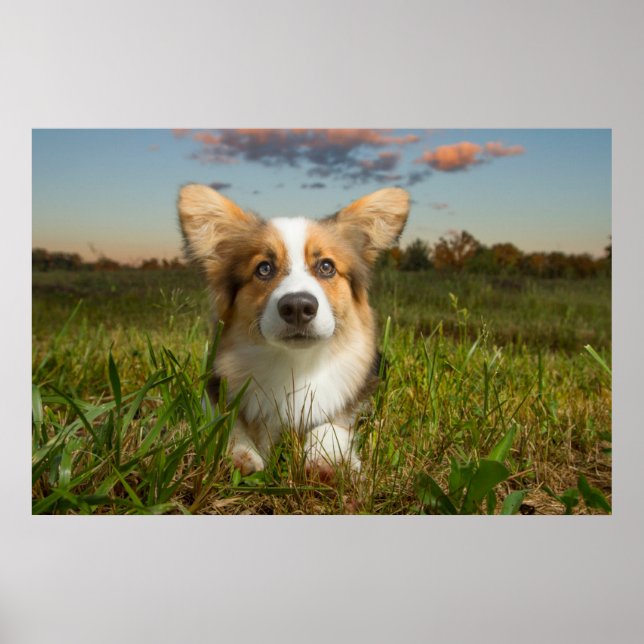 Cutest Baby Animals | Corgi in Cloudy Yard Poster (Front)