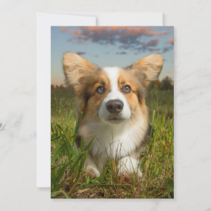 Cutest Baby Animals   Corgi in Cloudy Yard Thank You Card