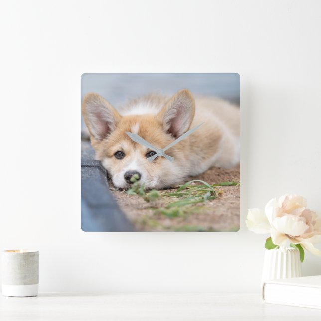 Cutest Baby Animals | Corgi Laying in the Yard Square Wall Clock (Home)