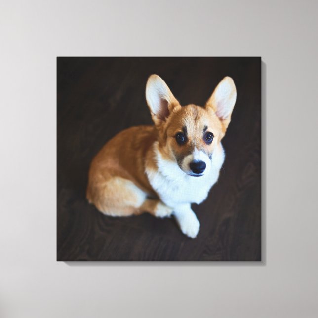 Cutest Baby Animals | Corgi Looking Up Canvas Print (Front)