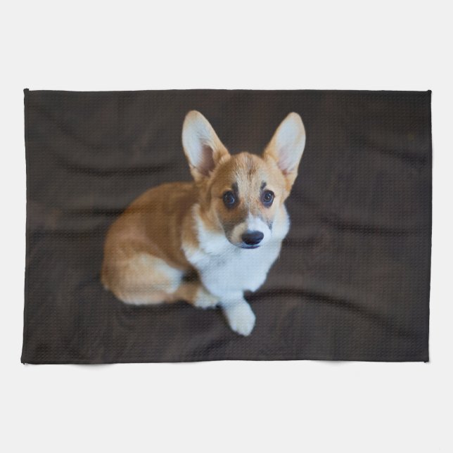 Cutest Baby Animals | Corgi Looking Up Kitchen Towel (Horizontal)