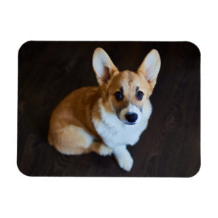 Cutest Baby Animals Corgi Looking Up Magnet