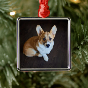 Cutest Baby Animals Corgi Looking Up Metal Ornament