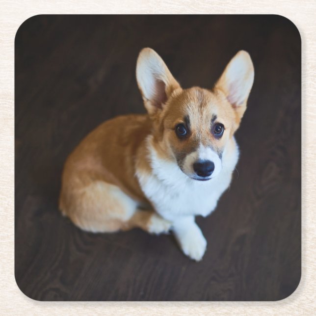 Cutest Baby Animals | Corgi Looking Up Square Paper Coaster (Front)