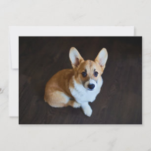 Cutest Baby Animals Corgi Looking Up Thank You Card