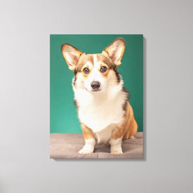 Cutest Baby Animals | Corgi on Teal Canvas Print (Front)