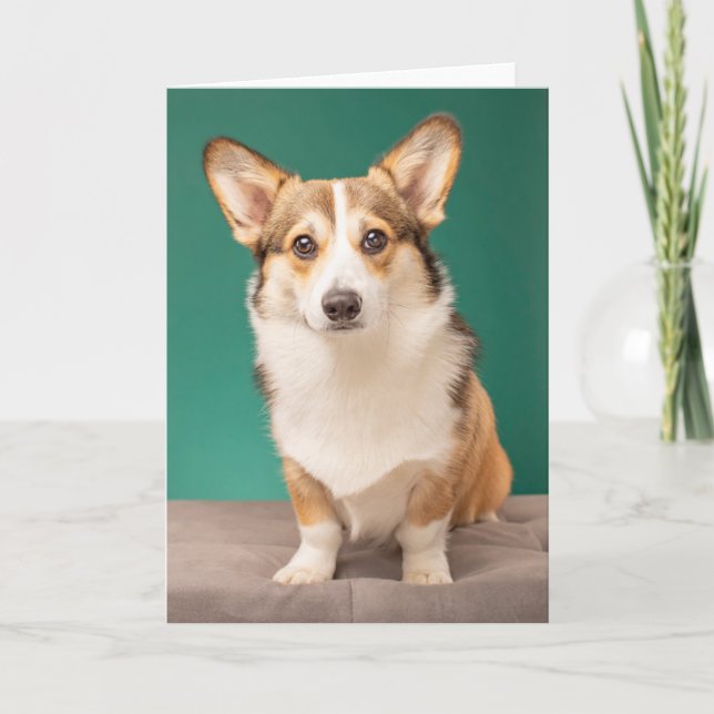 Cutest Baby Animals | Corgi on Teal Card (Front)