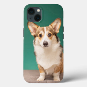 Cutest Baby Animals Corgi on Teal iPhone 13 Case