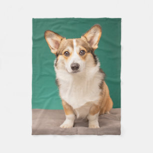 Cutest Baby Animals   Corgi on Teal Fleece Blanket