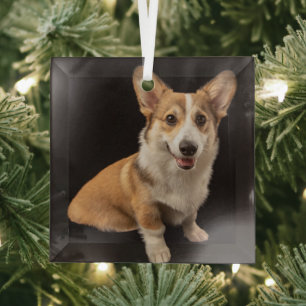 Cutest Baby Animals Corgi Portrait on Black Glass Ornament