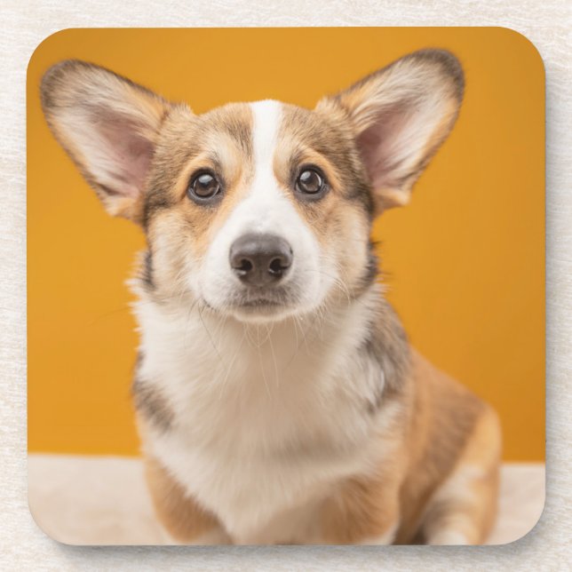 Cutest Baby Animals | Corgi Portrait on Orange Coaster (Front)
