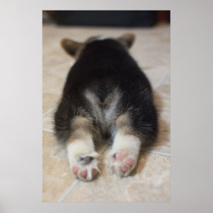 Cutest Baby Animals   Corgi Puppy Behind Poster