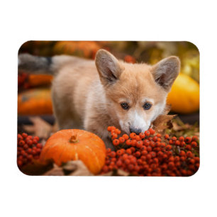 Cutest Baby Animals Corgi Puppy in Autumn Magnet