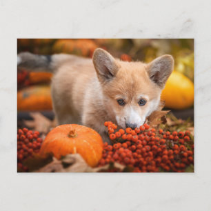 Cutest Baby Animals Corgi Puppy in Autumn Postcard