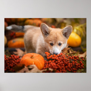 Cutest Baby Animals Corgi Puppy in Autumn Poster