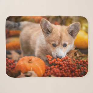 Cutest Baby Animals Corgi Puppy in Autumn Sherpa Blanket