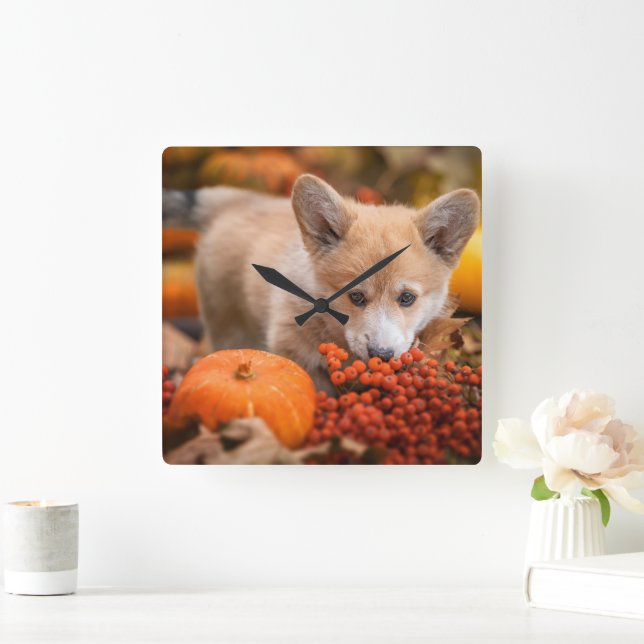 Cutest Baby Animals | Corgi Puppy  in Autumn Square Wall Clock (Home)