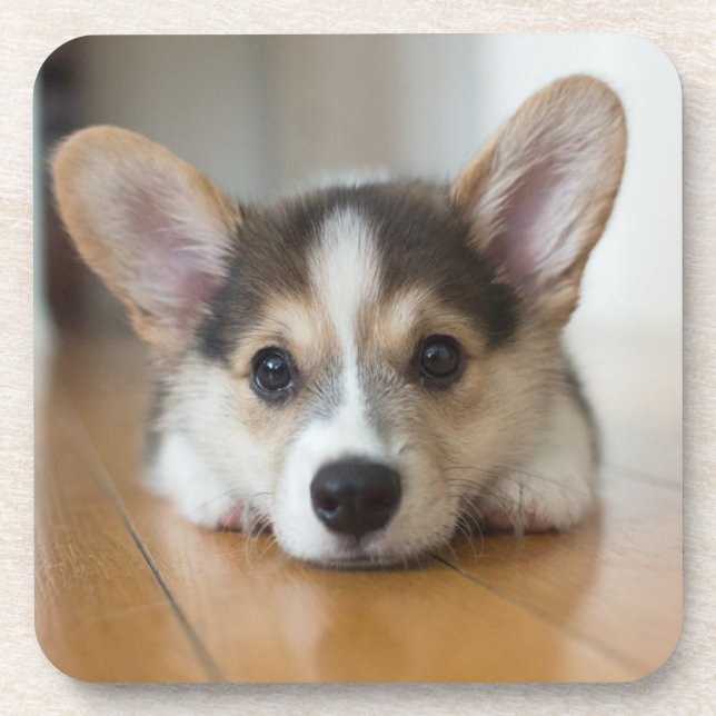 Cutest Baby Animals | Corgi Puppy Looking Coaster (Front)