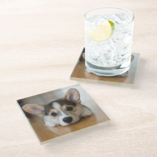 Cutest Baby Animals   Corgi Puppy Looking Glass Coaster