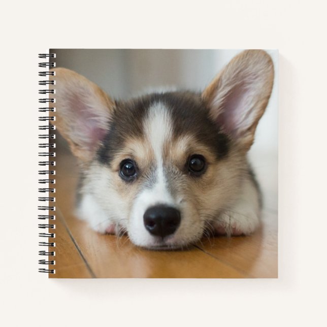 Cutest Baby Animals | Corgi Puppy Looking Notebook (Front)