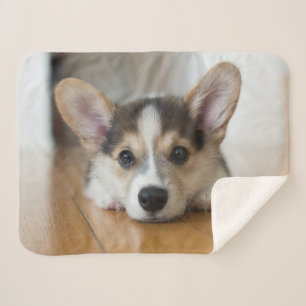 Cutest Baby Animals   Corgi Puppy Looking Sherpa Blanket