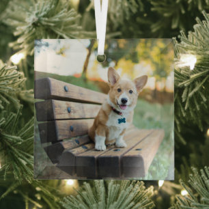Cutest Baby Animals Corgi Puppy on a Park Bench Glass Ornament