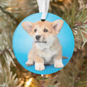 Cutest Baby Animals   Corgi Puppy on Blue Ornament