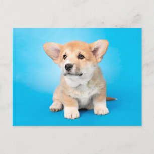 Cutest Baby Animals   Corgi Puppy on Blue Postcard