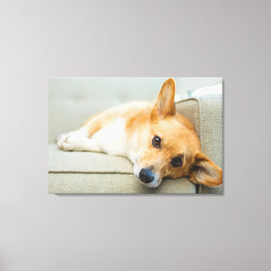 Cutest Baby Animals Corgi Puppy on Couch Canvas Print