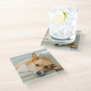 Cutest Baby Animals Corgi Puppy on Couch Glass Coaster