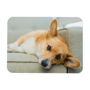 Cutest Baby Animals Corgi Puppy on Couch Magnet