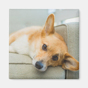 Cutest Baby Animals Corgi Puppy on Couch Magnet