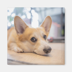 Cutest Baby Animals Corgi Puppy on Floor Magnet