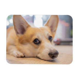 Cutest Baby Animals Corgi Puppy on Floor Magnet