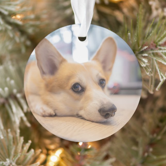 Cutest Baby Animals | Corgi Puppy on Floor Ornament (Tree)