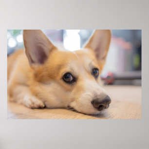 Cutest Baby Animals   Corgi Puppy on Floor Poster