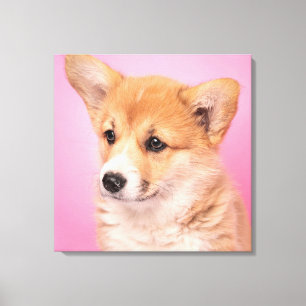 Cutest Baby Animals Corgi Puppy on Pink Canvas Print