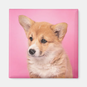 Cutest Baby Animals Corgi Puppy on Pink Magnet
